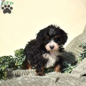Flax, Mini Bernedoodle Puppy